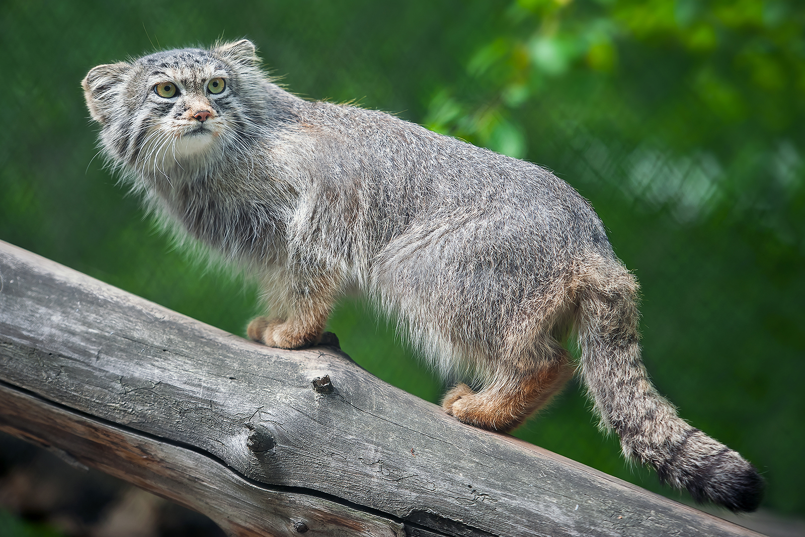 Pallas's Cat