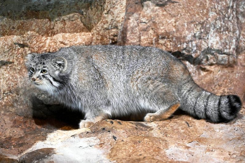 Pallas’s Cat (Otocolobus manul)