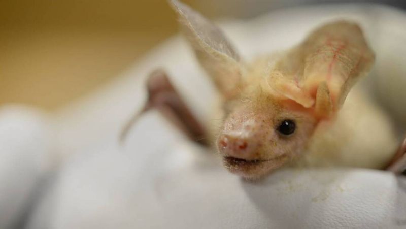 Pallid Bat