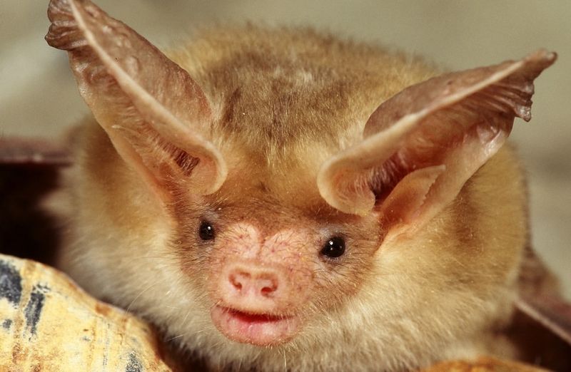 Pallid Bat