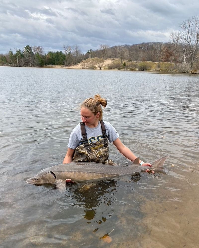 Pallid Sturgeon