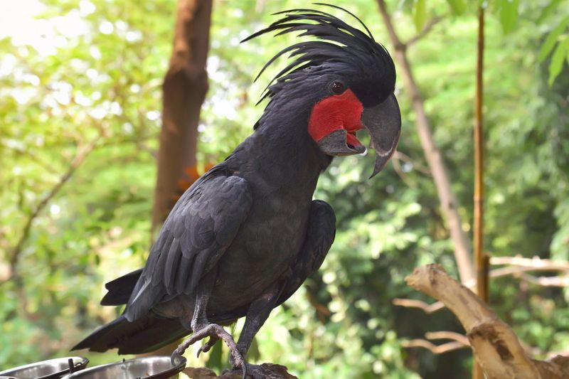 Palm Cockatoo