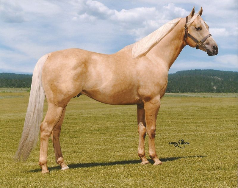 Palomino