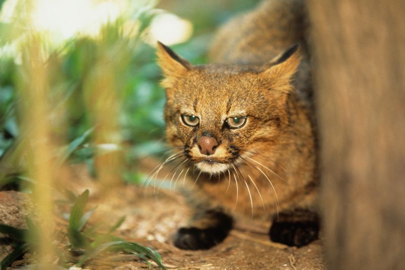 Pampas Cat