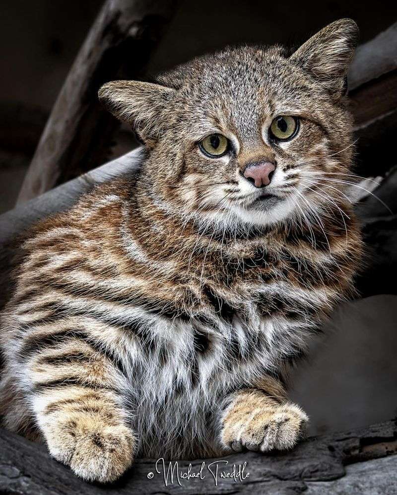 Pampas Cat (Leopardus colocolo)