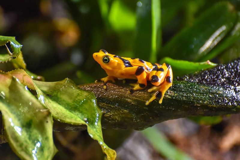 Panamanian Golden Frog