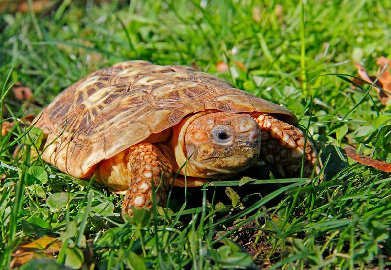 Pancake Tortoise