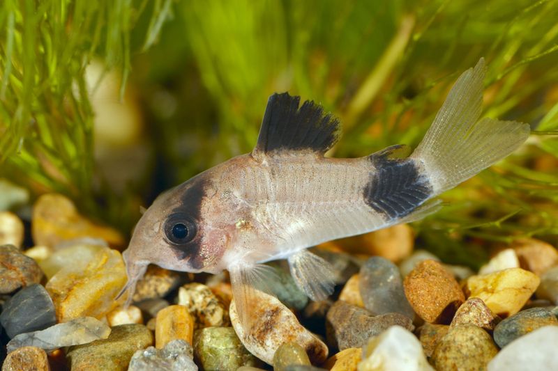 Panda Corydoras