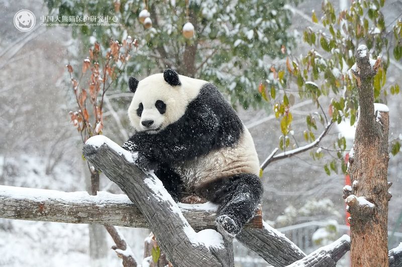 Pandas' Historical Significance