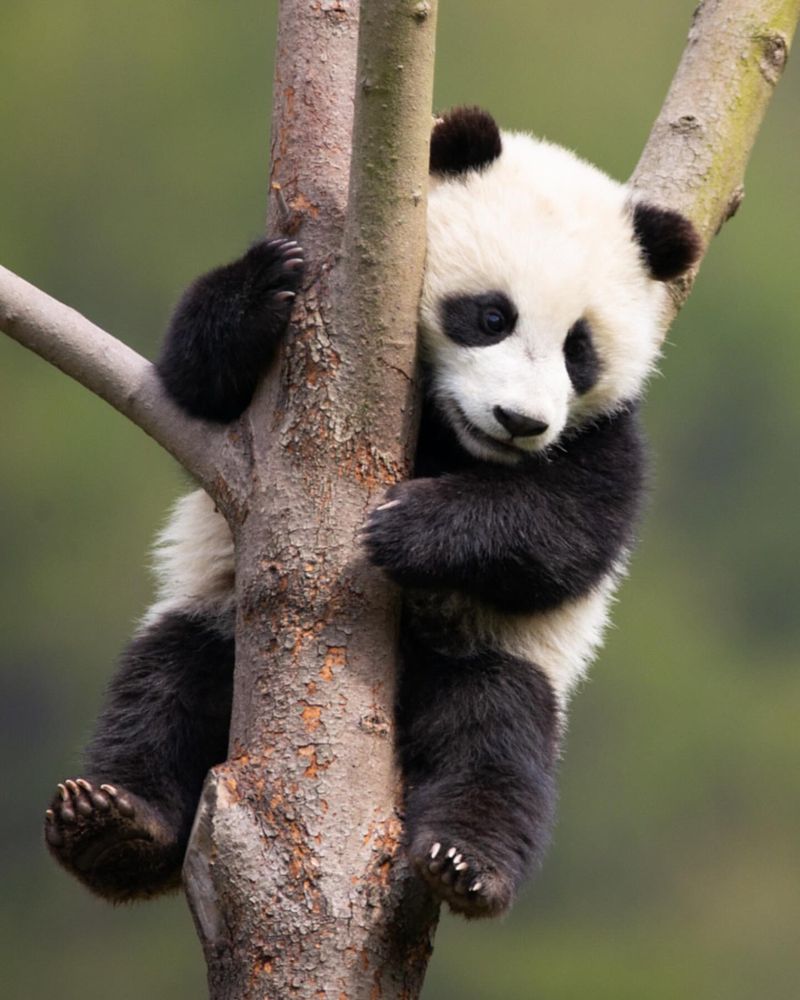 Pandas' Black and White Fur