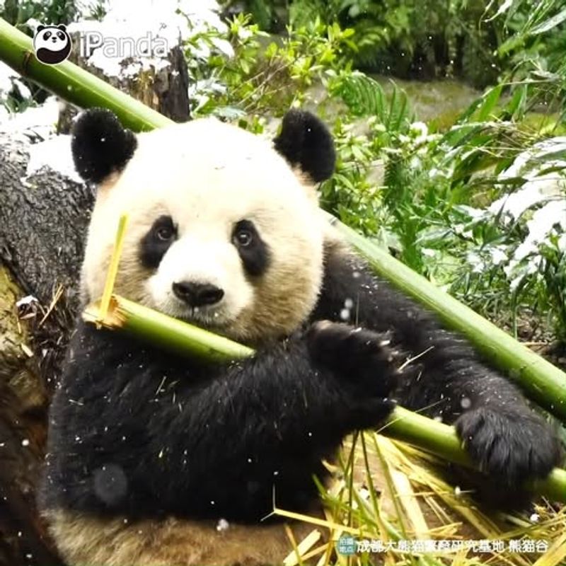 Pandas' Role in Ecosystem