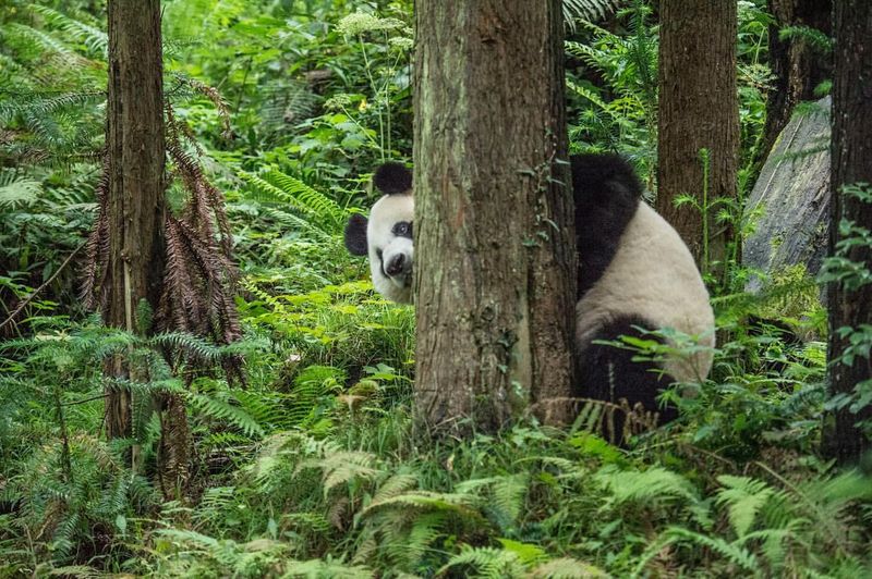 Pandas' Limited Habitat