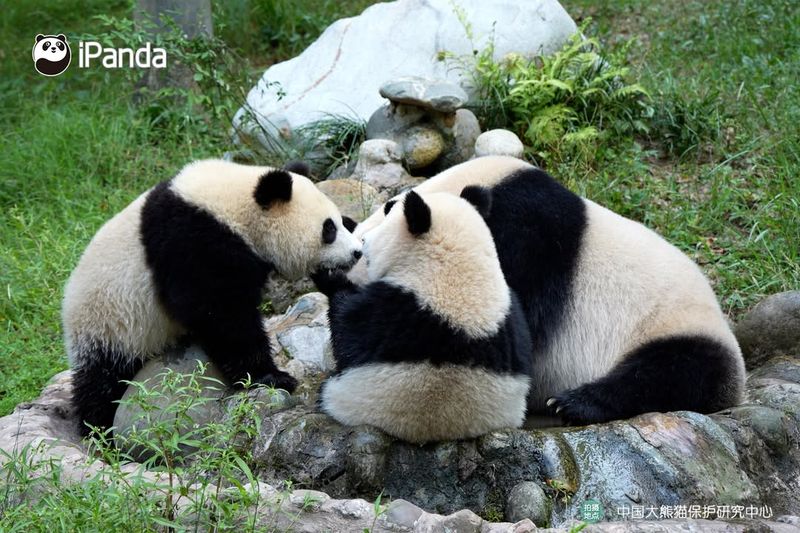 Pandas' Reproduction Challenges