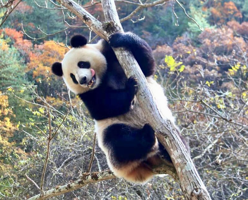 Pandas' Playful Nature