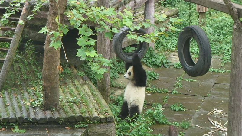 Pandas Rolling Tires