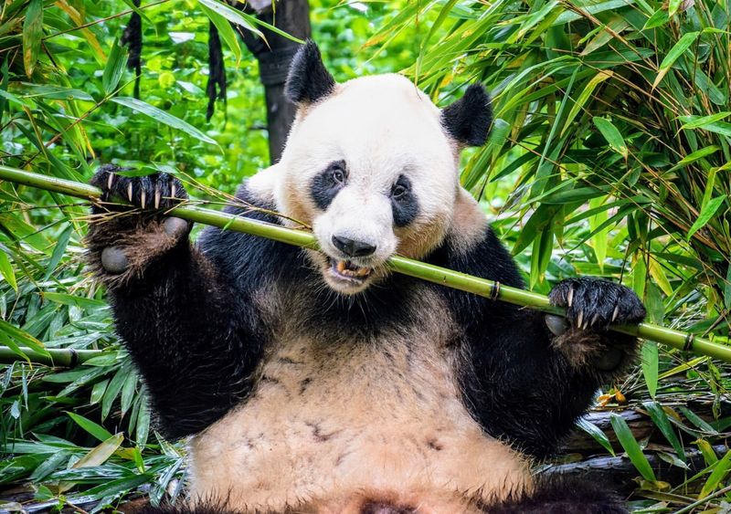 Pandas' Unique Diet