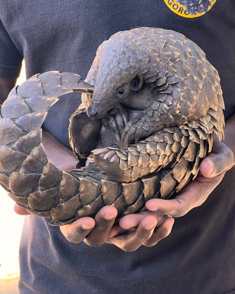 Pangolin