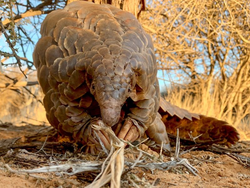 Pangolin