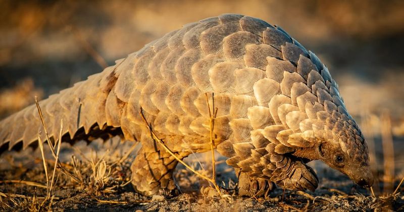 Pangolin