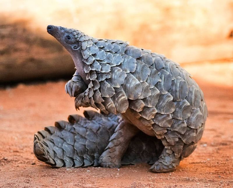 Pangolin