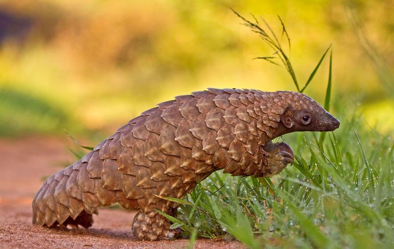 Pangolin