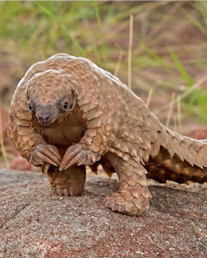 Pangolin