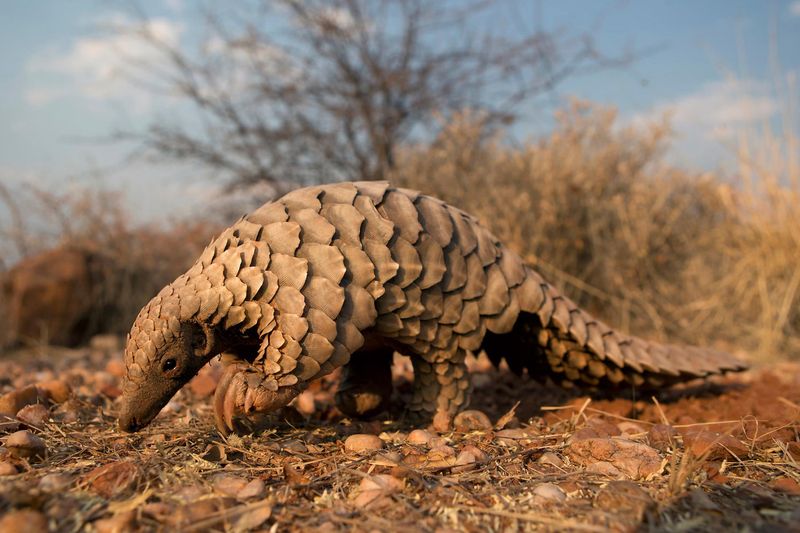 Pangolin