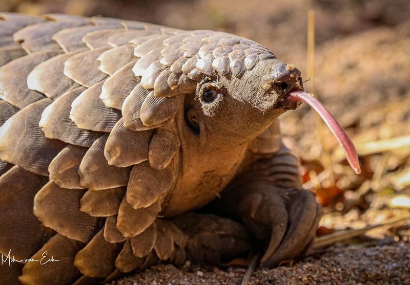 Pangolin