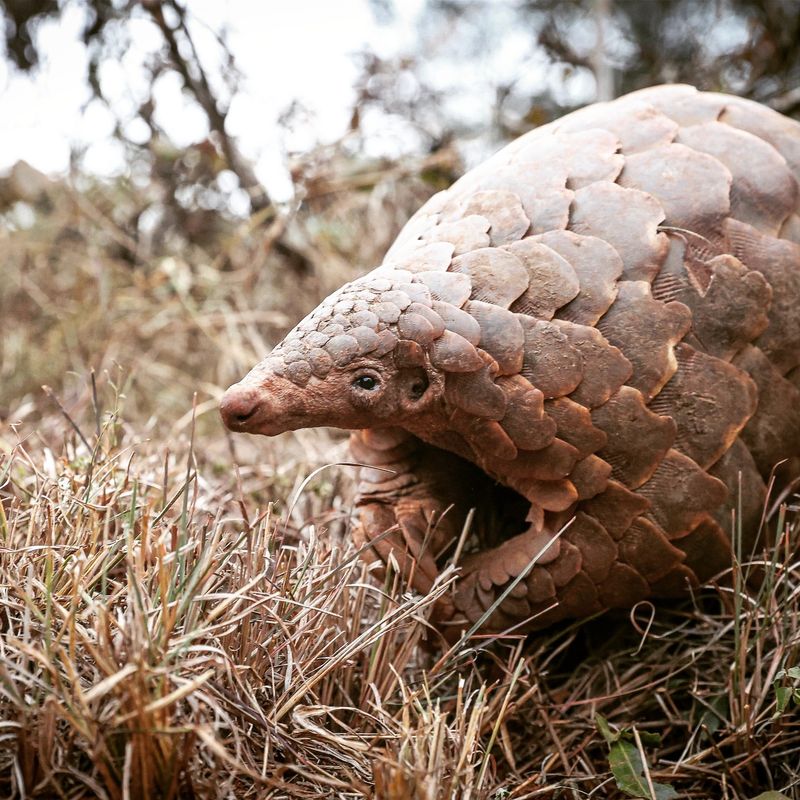 Pangolin in Vietnam