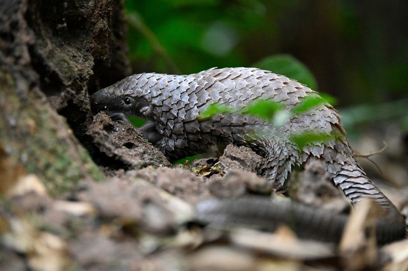 Pangolins