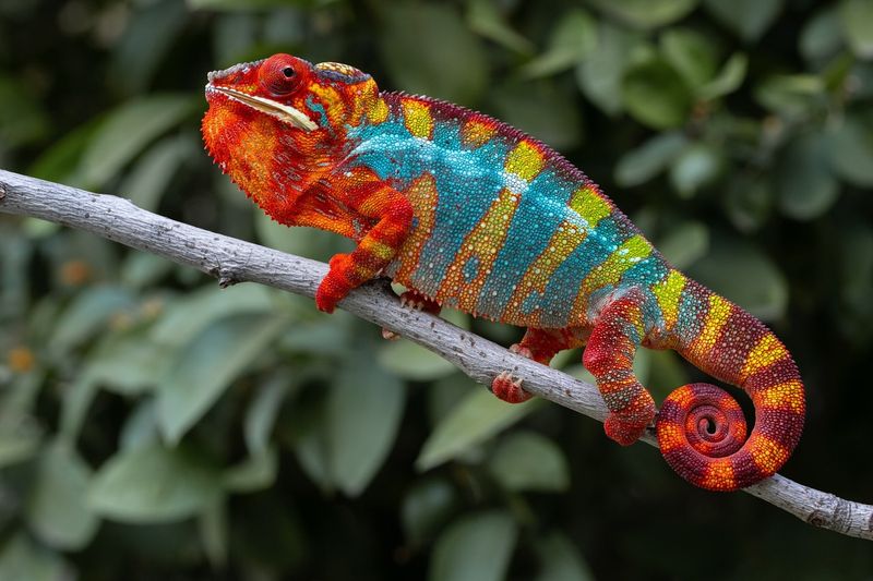 Panther Chameleon