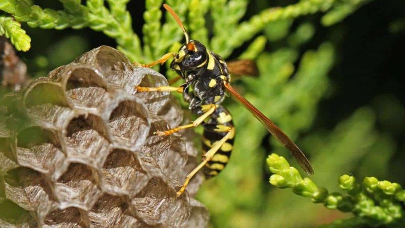 Paper Wasp Nests