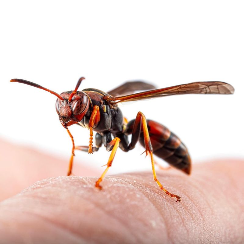 Paper Wasp