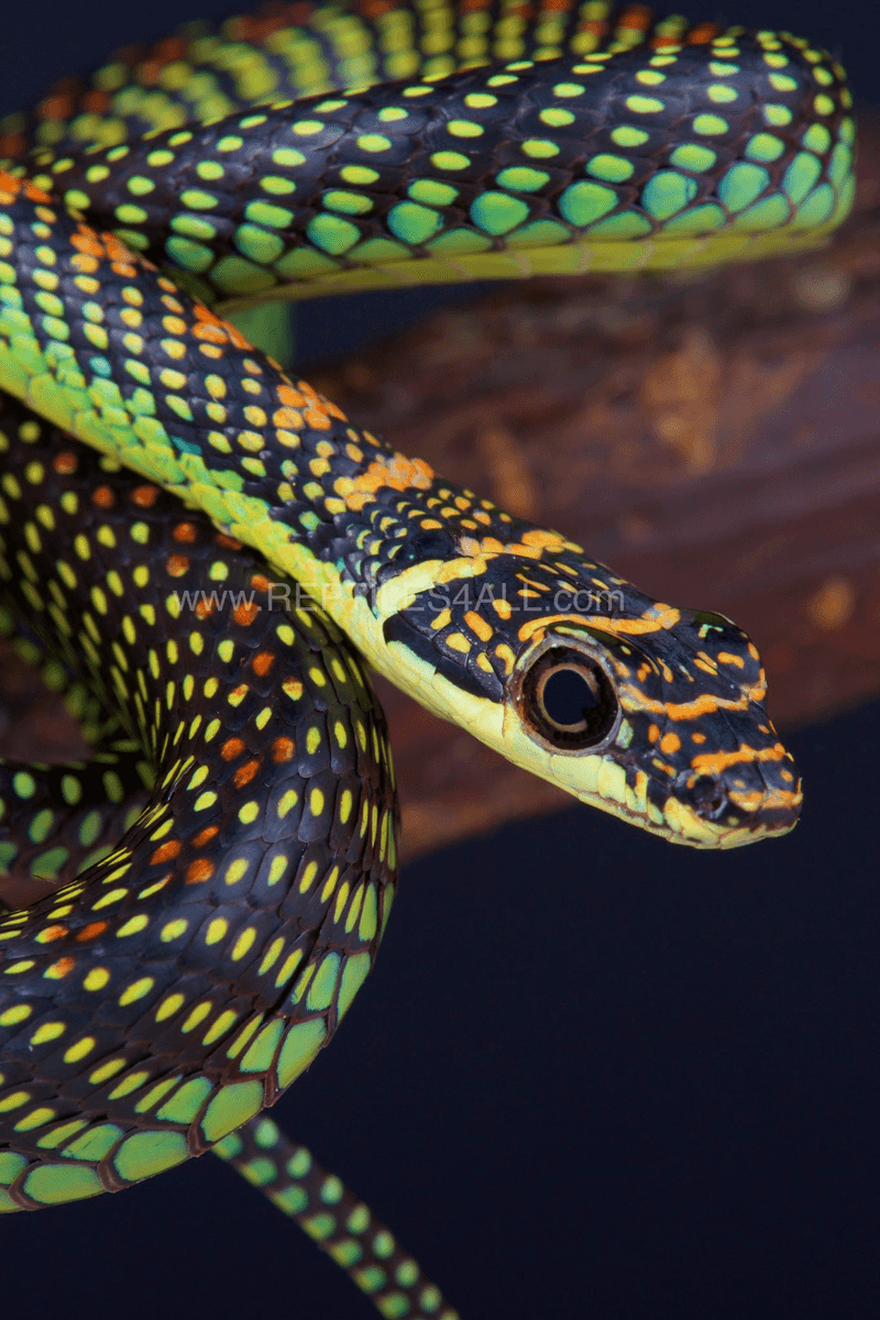 Paradise Tree Snake