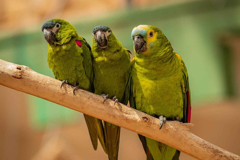 Parakeets