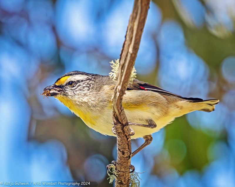 Pardalote