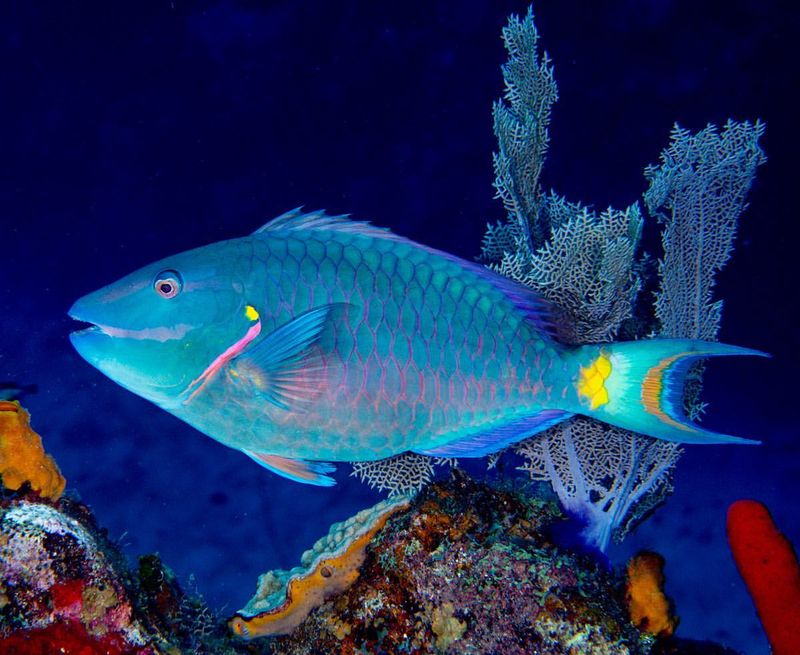 Parrotfish