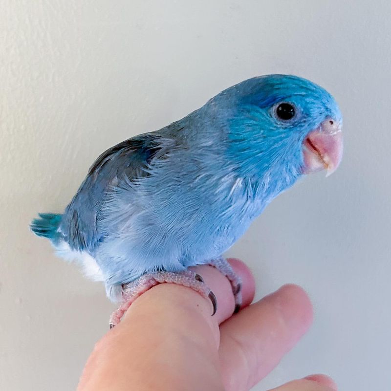 Parrotlets