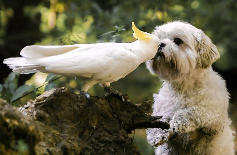 Parrots with Unusual Friendships