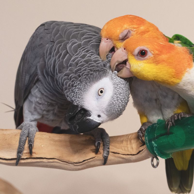 Parrots