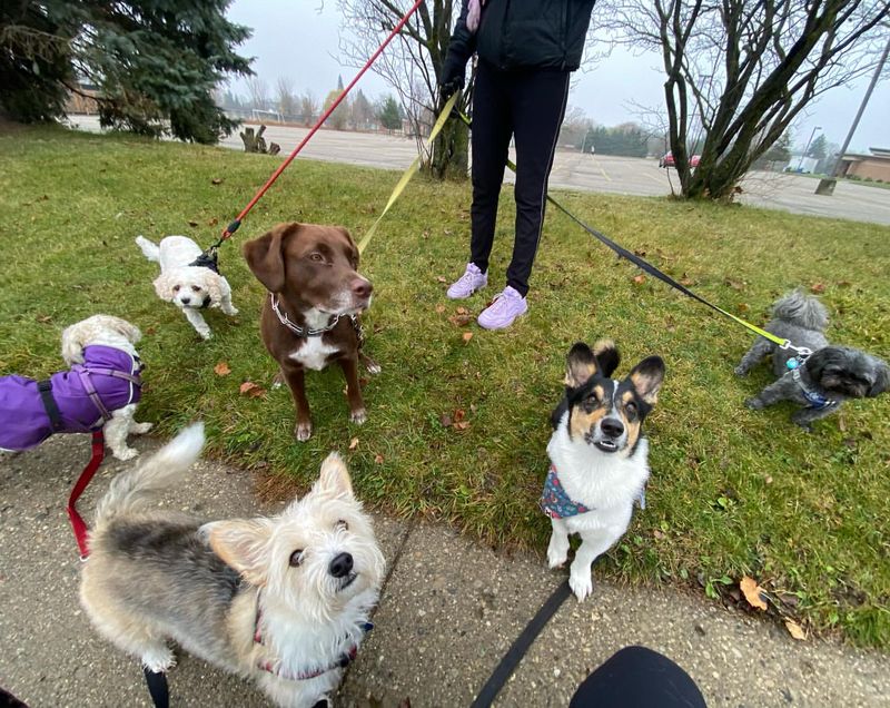 Participate in a Dog Walking Group