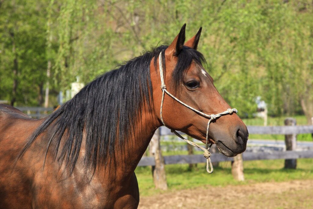 Paso Fino