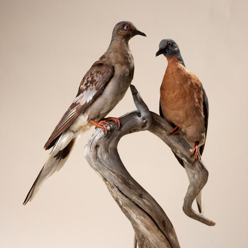 Passenger Pigeon