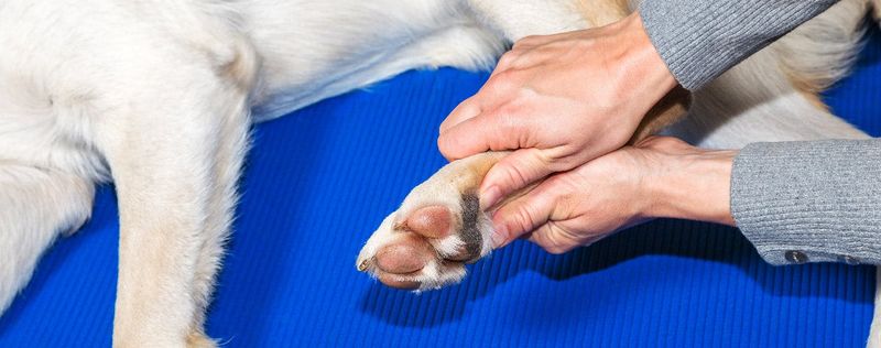 Paw Pad Massages