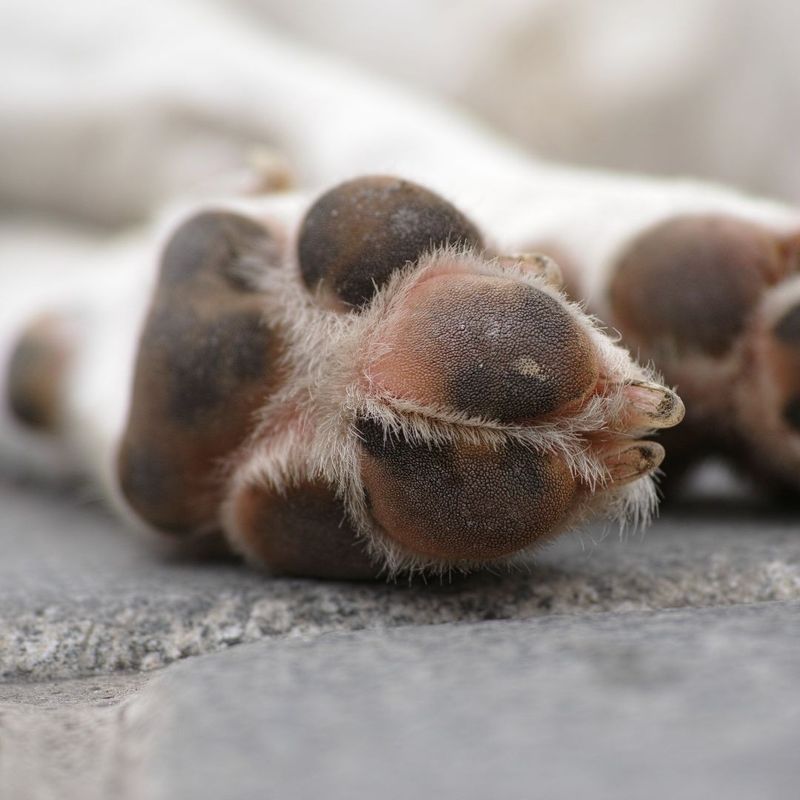 Paw Pads as Shock Absorbers