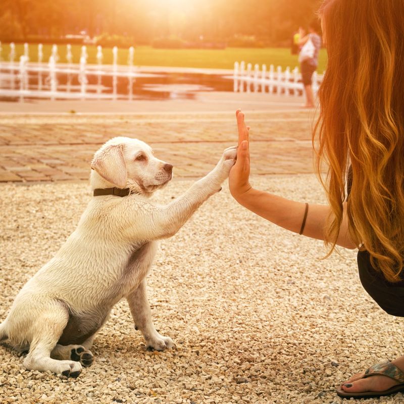 Paws and Canine Communication