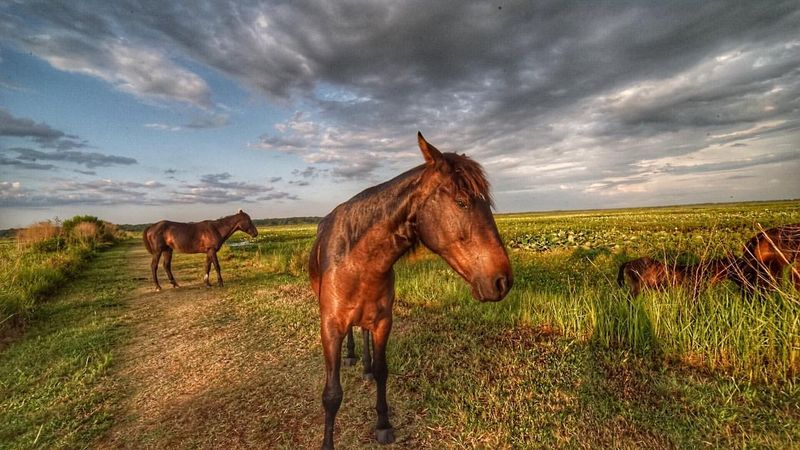 Paynes Prairie Preserve State Park (Florida)