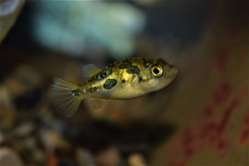 Pea Puffer