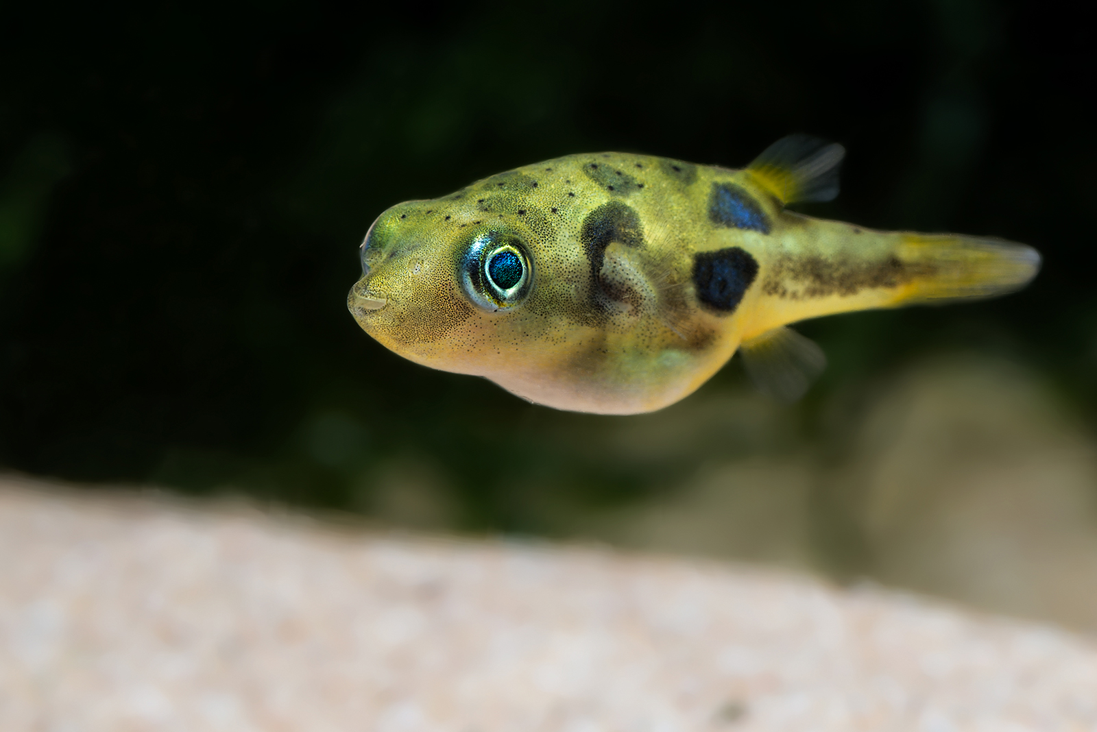 Pea Puffer