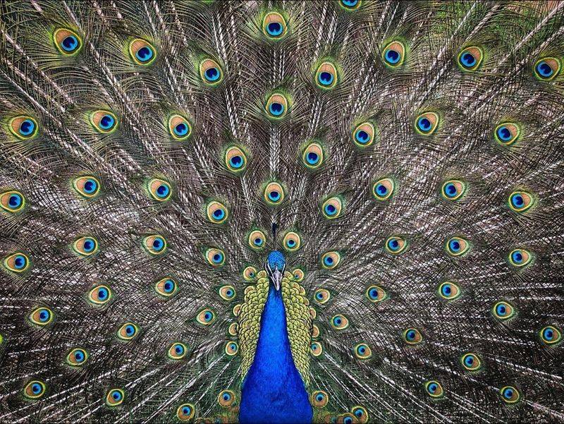 Peacock